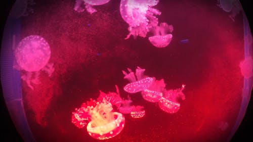Jellyfish Swimming In Circular Motion In An Aquarium