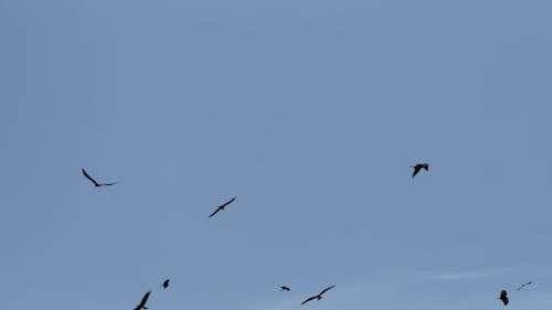 Fly Video Birds Flying in Slow Motion Free Stock Video Footage, Royalty-Free 4K ...