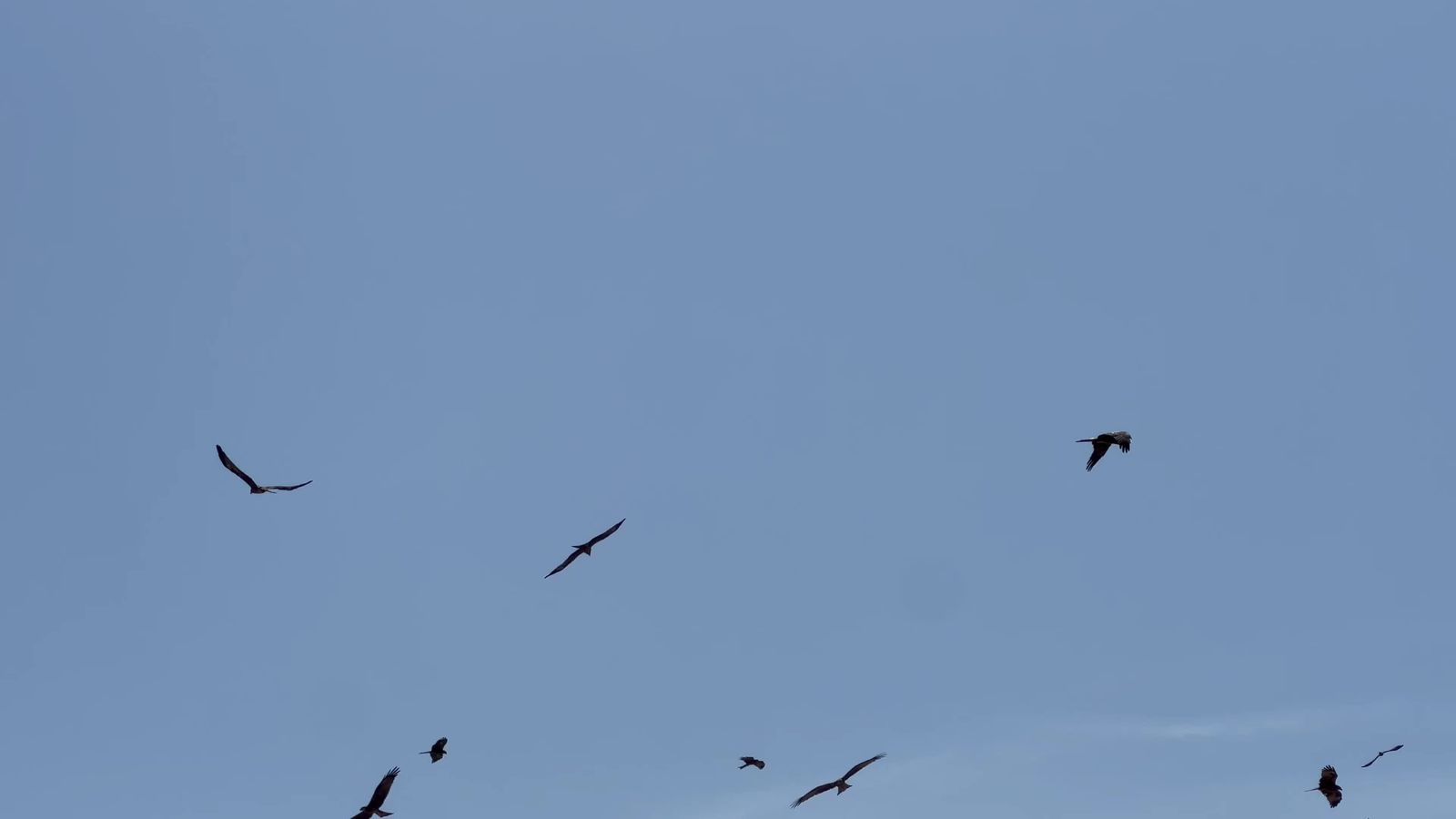 Ird Flying Birds Flying in Slow Motion Free Stock Video Footage, Royalty-Free 4K ...