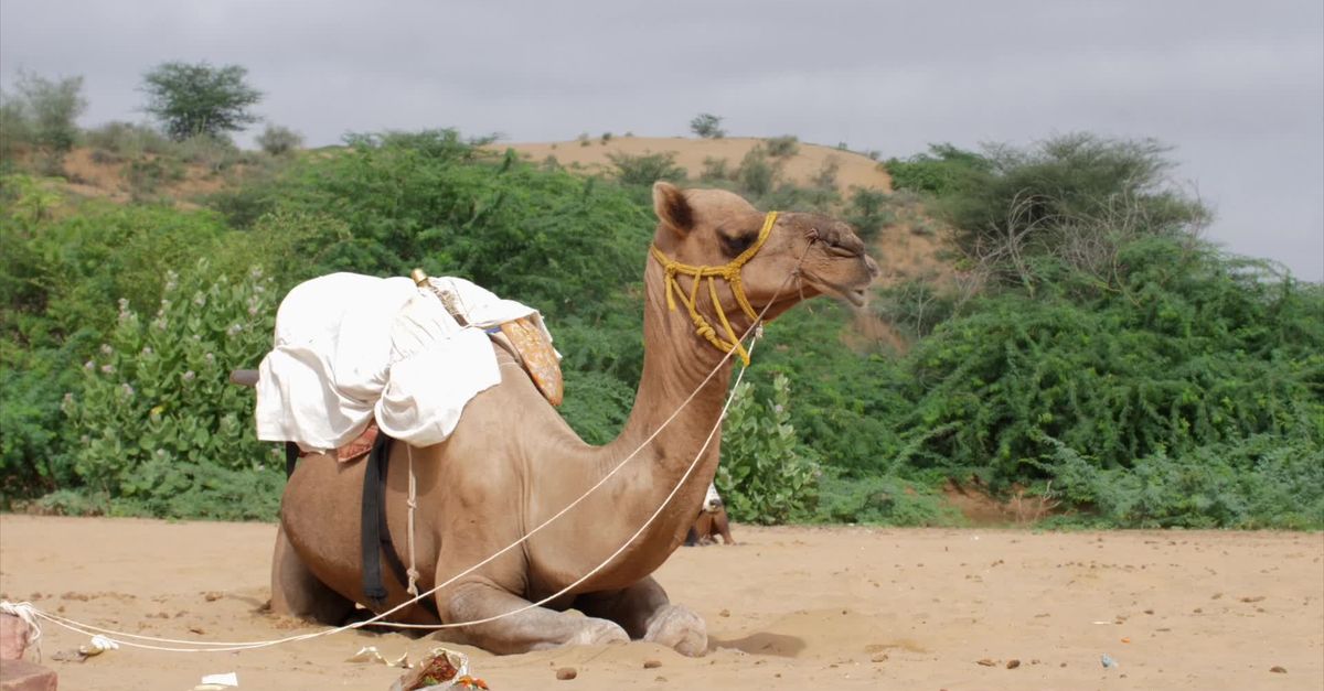 Camel Video CAMEL Free Stock Video Footage, Royalty-Free 4K & HD Video Clip
