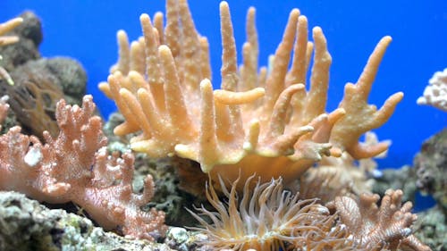 Aquamarijn Leven In Een Aquarium