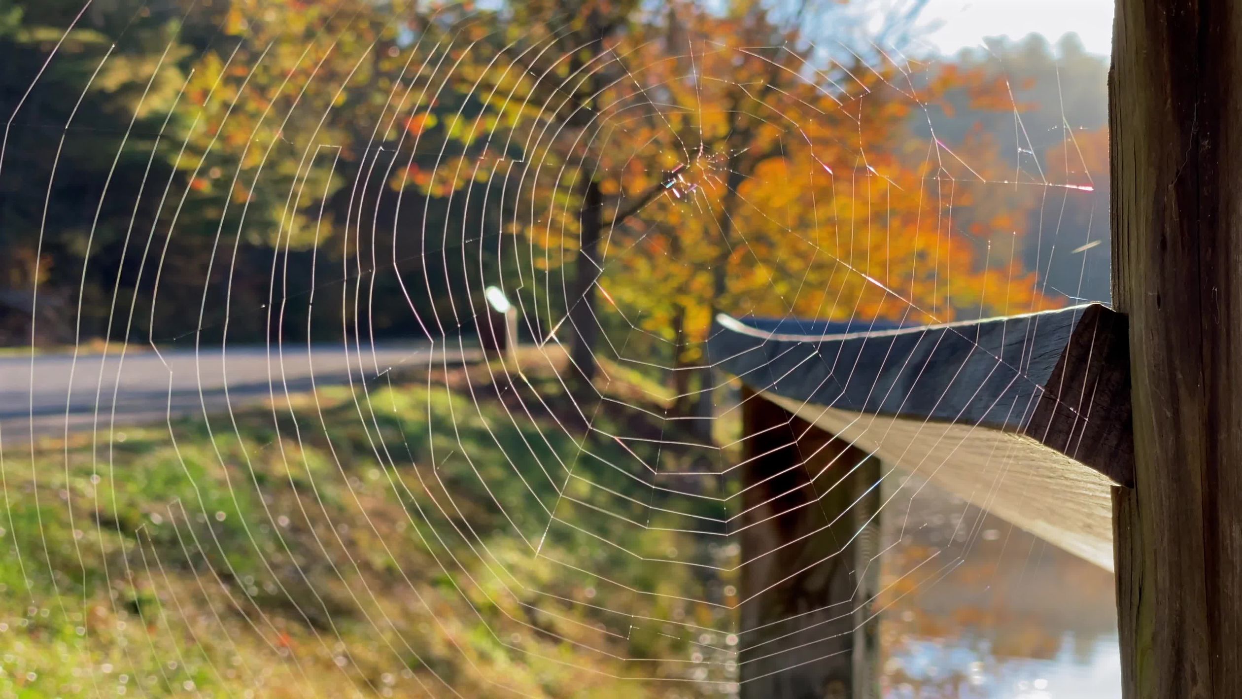 A spider web is seen in the woods Free Stock Video Footage, Royalty ...