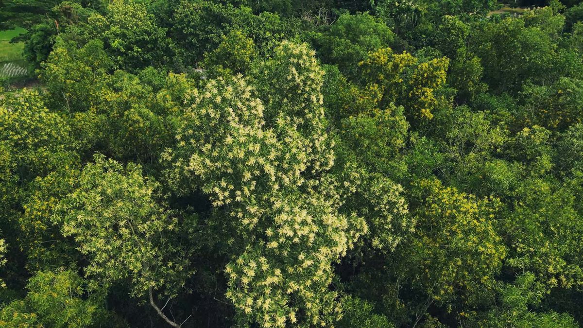 Aerial Footage of Trees Free Stock Video Footage, Royalty-Free 4K & HD ...