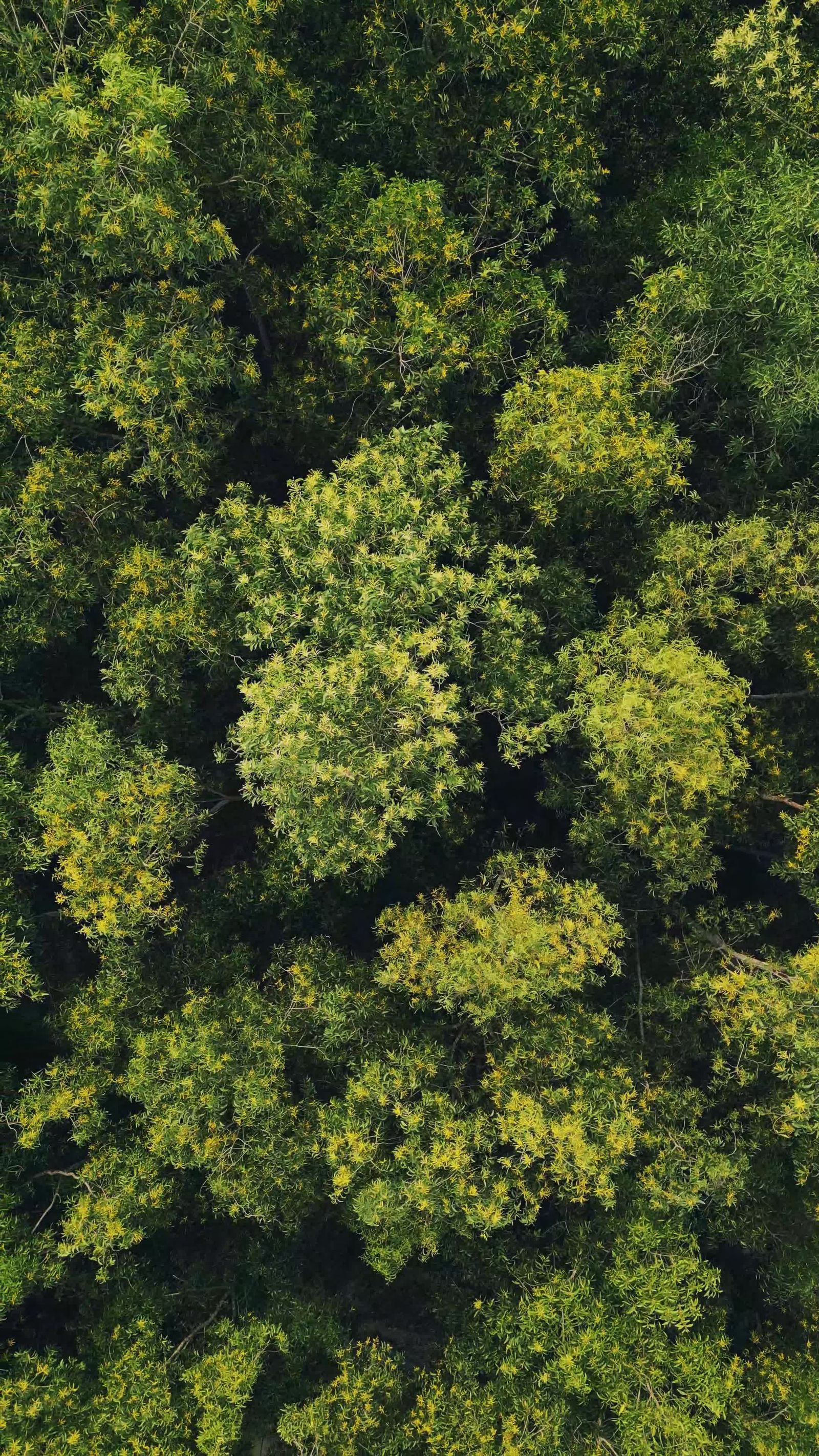 Drone Aerial View of Lush Green Forest Canopy Free Stock Video Footage ...