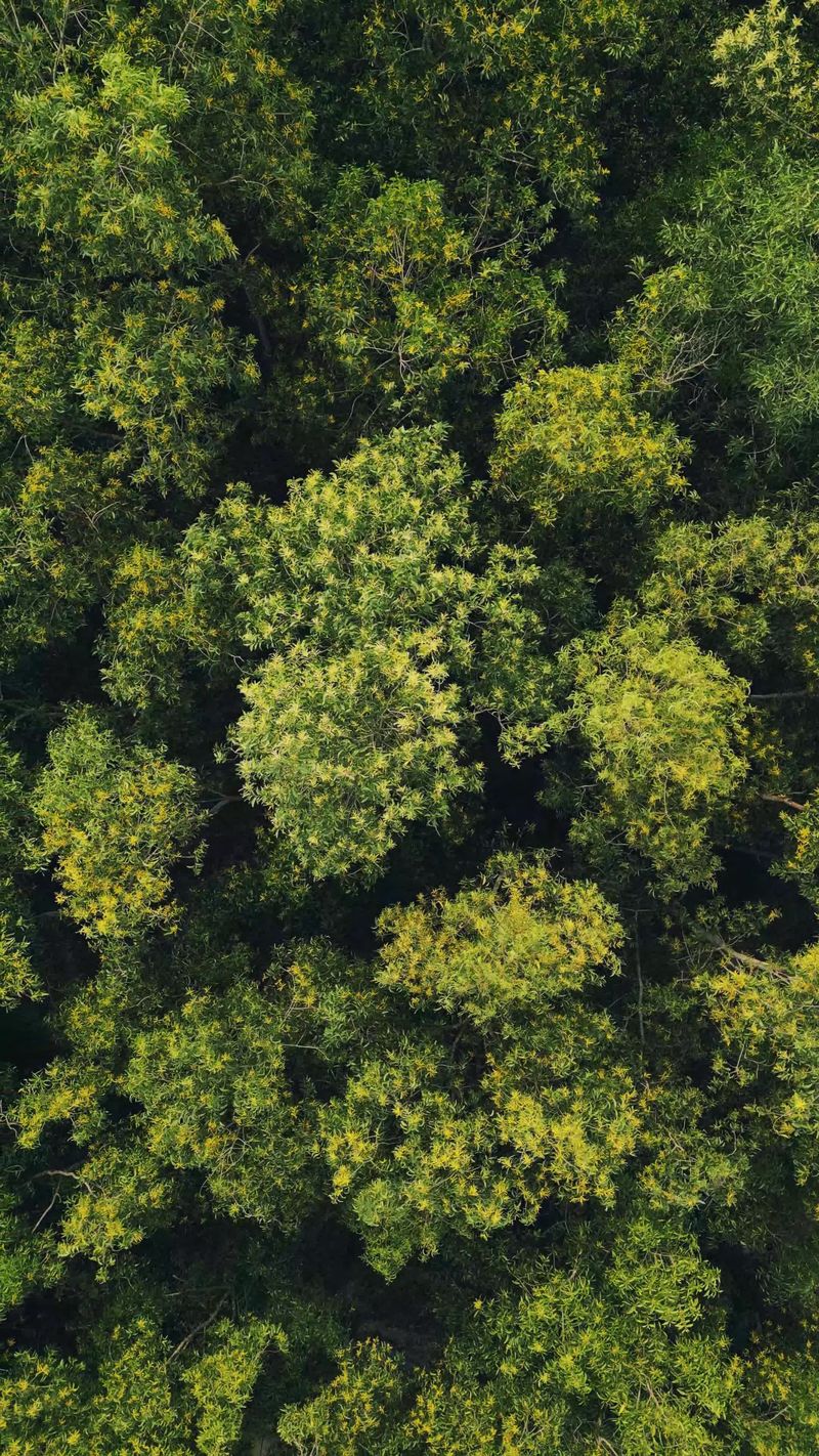 Drone Aerial View of Lush Green Forest Canopy Free Stock Video Footage ...