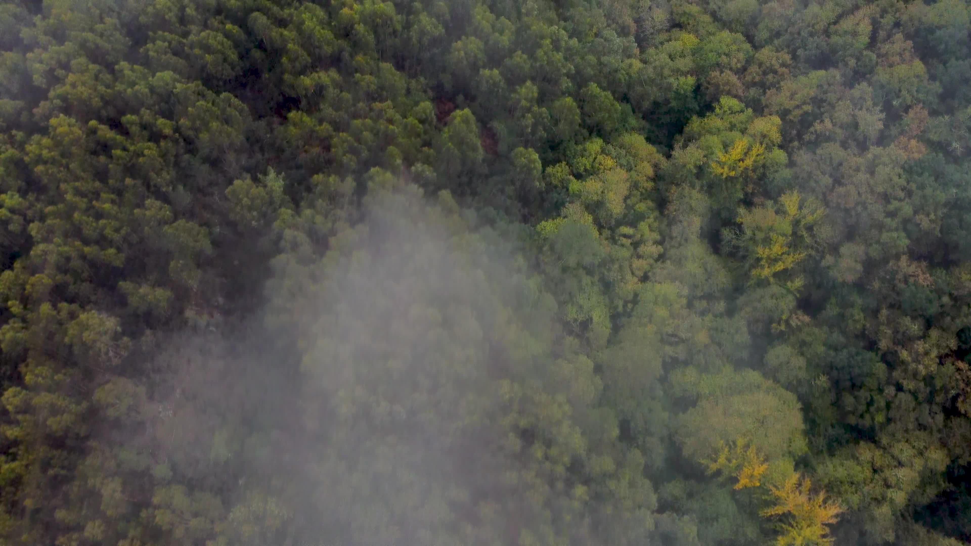 foggy aerial view of a lush green forest 28498901 — free pexels stock footage