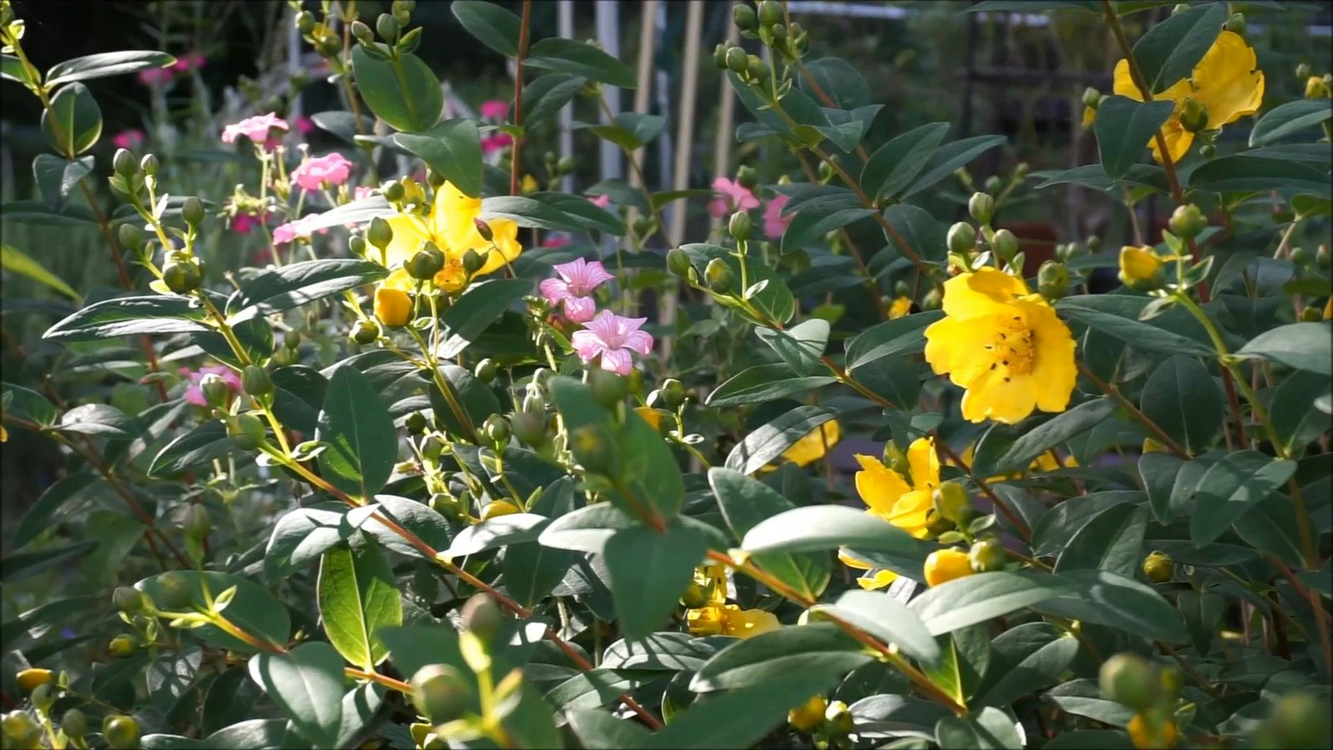 Flower Bearing Plants Well Maintained In A Garden · Free Stock Video