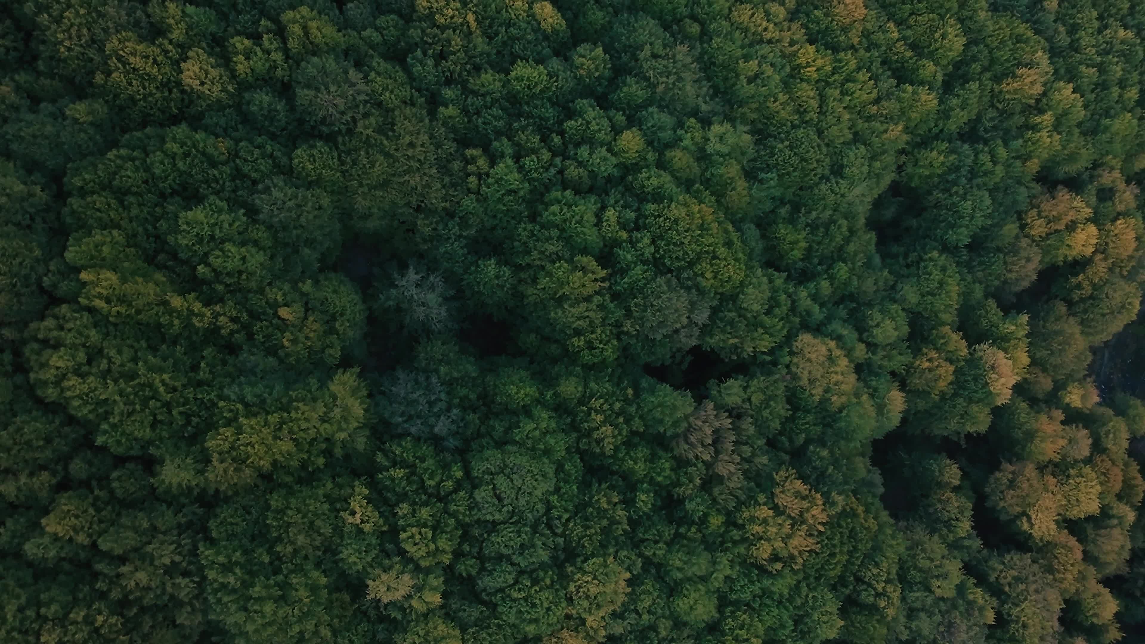 lush green forest aerial view 28580909 — free pexels stock footage