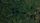 dense forest