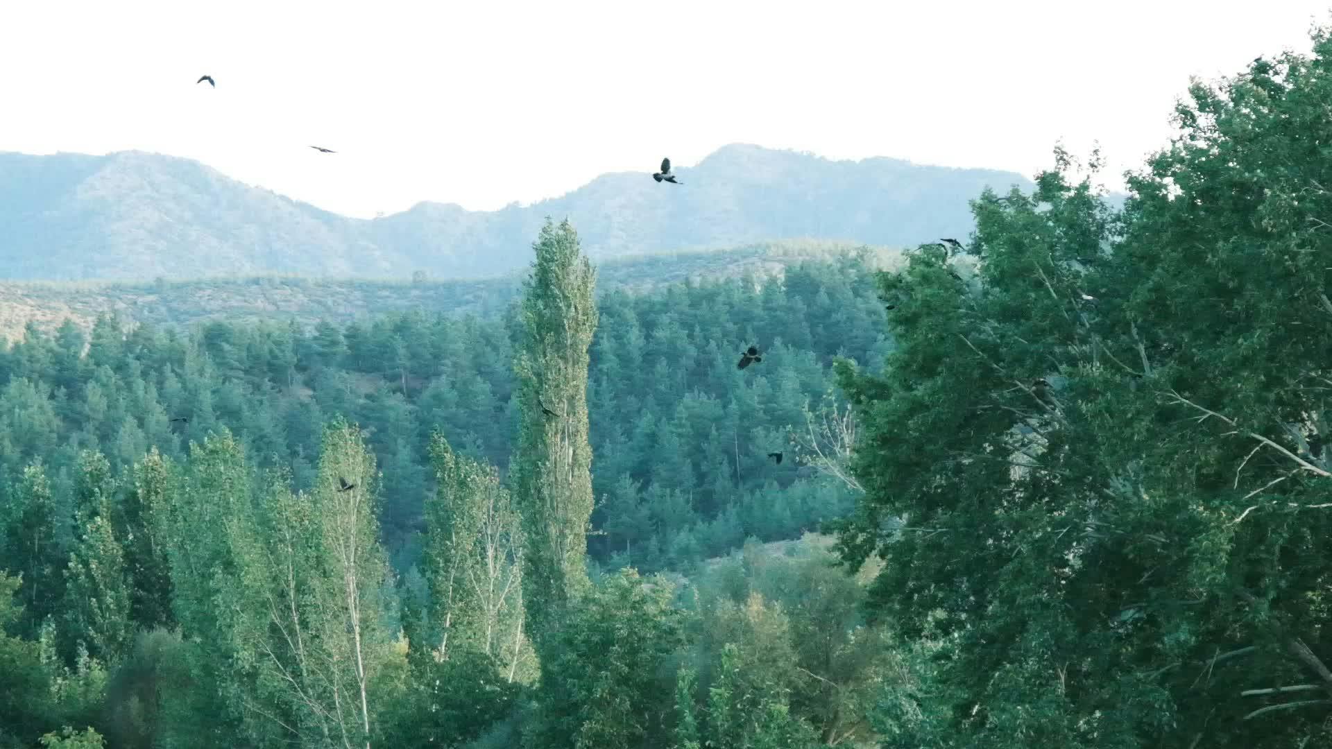Video by Rahime Gül