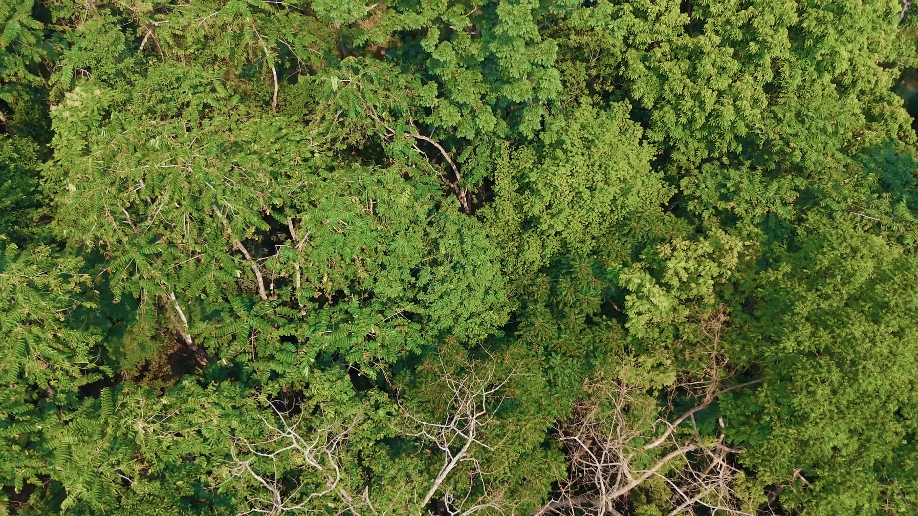 Lush Green Canopy Aerial View of Dense Forest Free Stock Video Footage ...