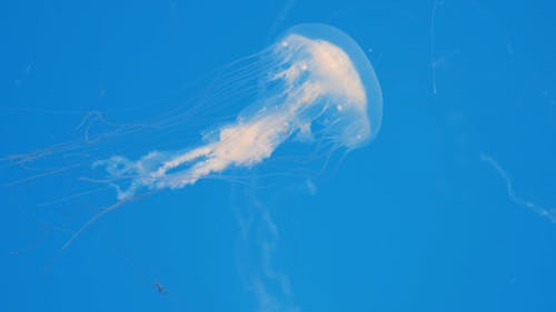 A Jellyfish Moving Underwater