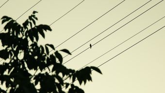 小鸟站在电线上免费下载免费下载视频素材