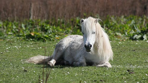 Ponies On The Grass In A Horse Farm