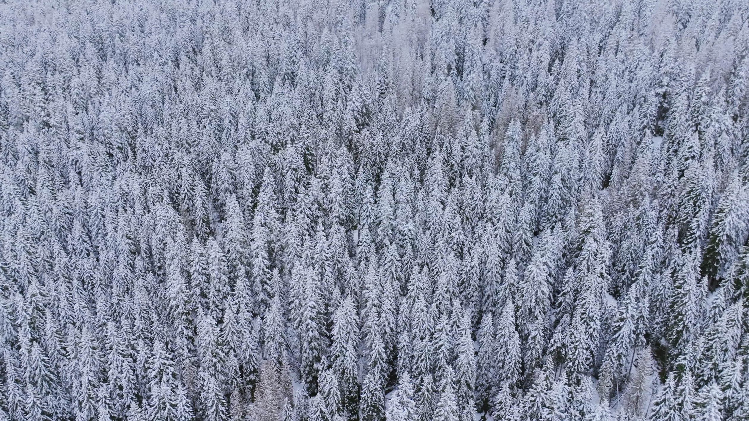 Snow-Covered Forest Aerial View in Winter Free Stock Video Footage ...
