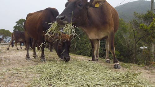 Rebanho De Gado Alimentando Se De Fenos