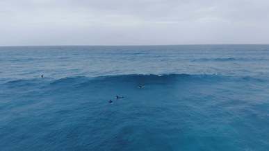 surfers ring the waves of the sea