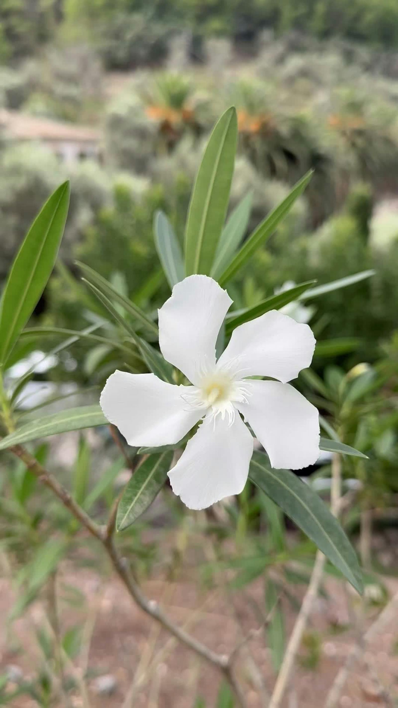 Jasmine Sherni Videos, Download The BEST Free 4k Stock Video Footage