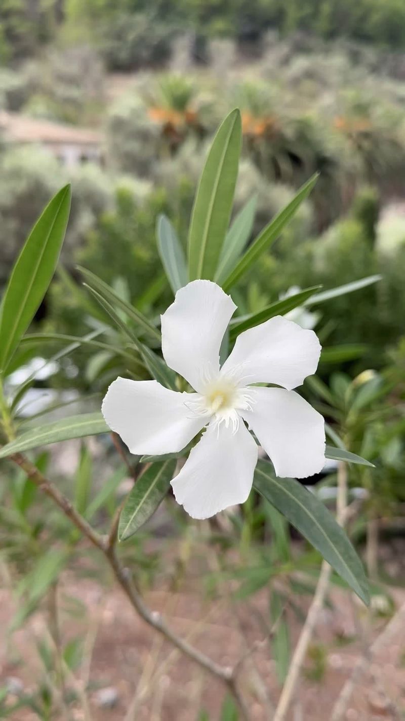 Jasmine Sherni Videos, Download The BEST Free 4k Stock Video Footage