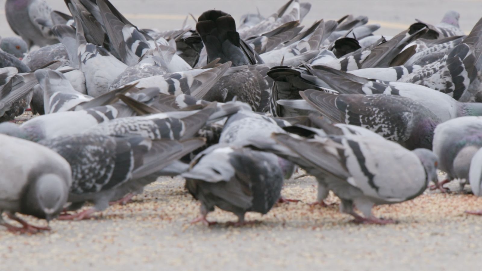 Pigeons Flocking Pigeons Flocking and Feeding in Sunny Park Free Stock Video Footage ...