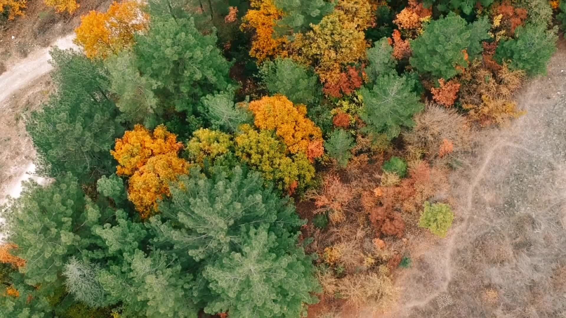 Aerial View of Autumn Forest Pathway Free Stock Video Footage, Royalty ...