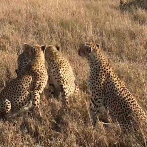 A LeapOf Leopards In The Wild