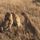 cheetah running