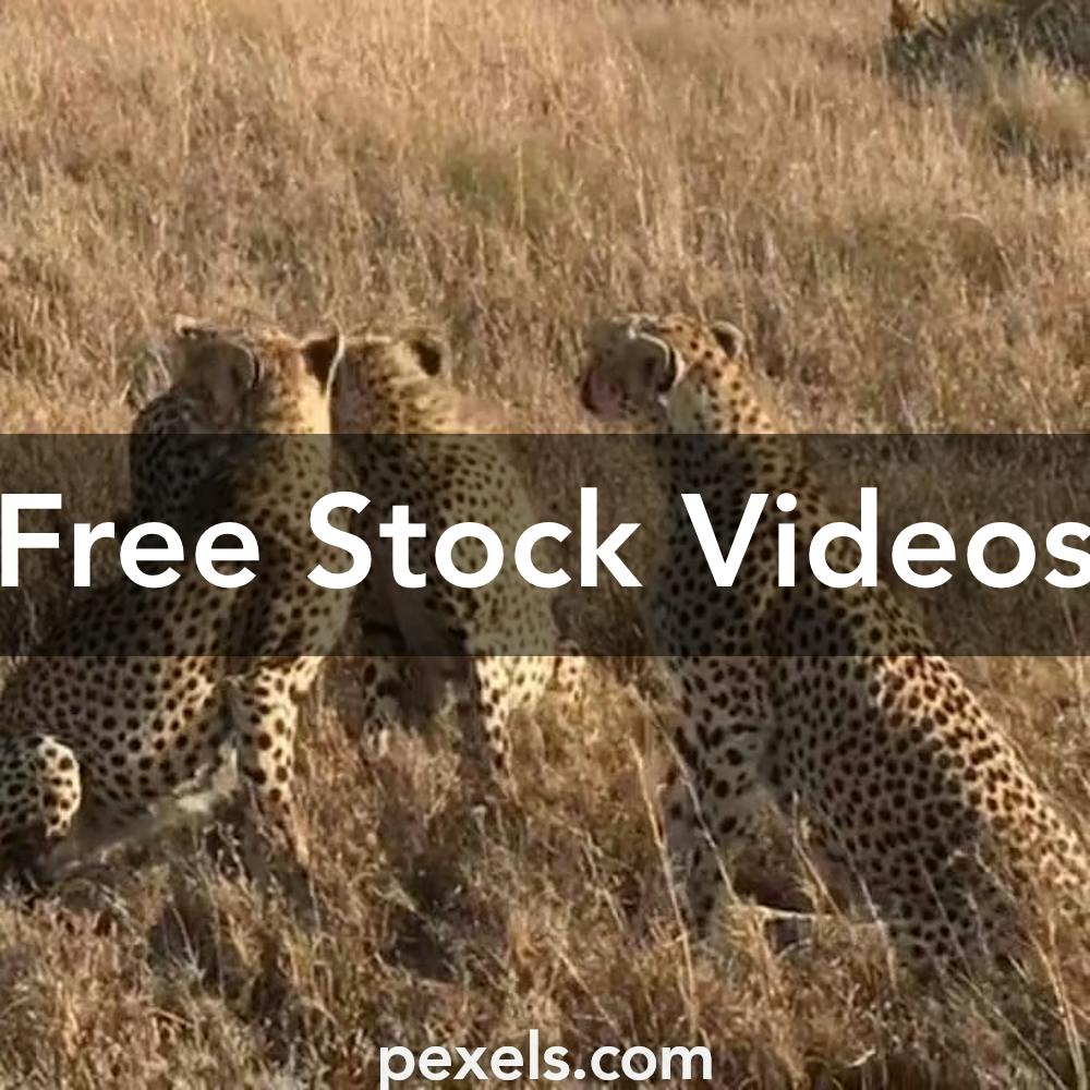 Video when Leopard is in stock