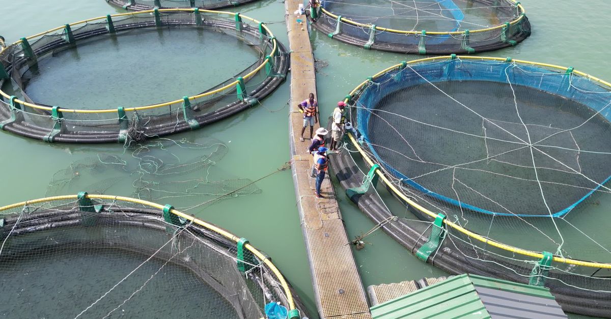 Aerial View of Fish Farming Circular Pens Free Stock Video Footage ...