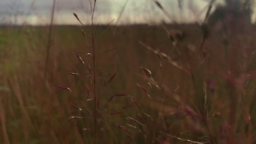 Persoon Die Door Een Veld Van Wild Gras Loopt