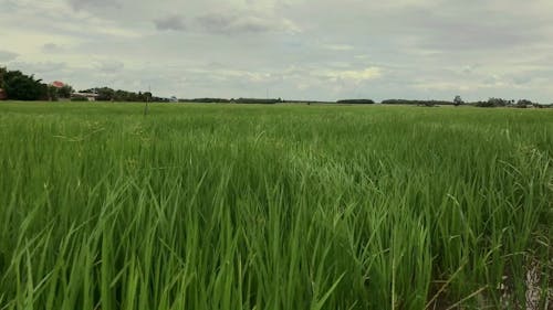 Ein Reisfeld Schwankt Durch Den Wind