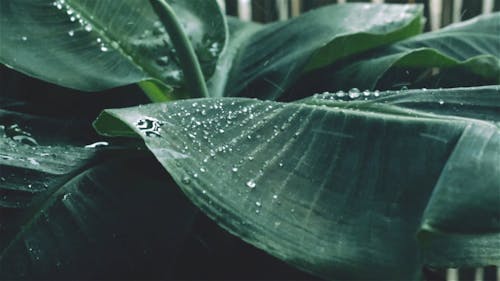 Gotas De água Em Uma Folha De Planta