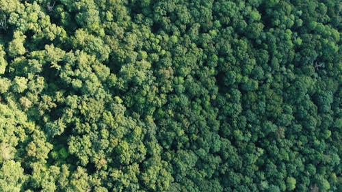 Drone Footage of A Thick Forest