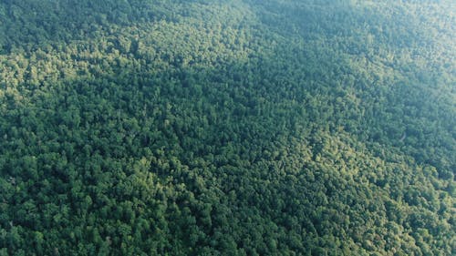 Drone Footage Of The Tree Canopies Of A Dense Forest