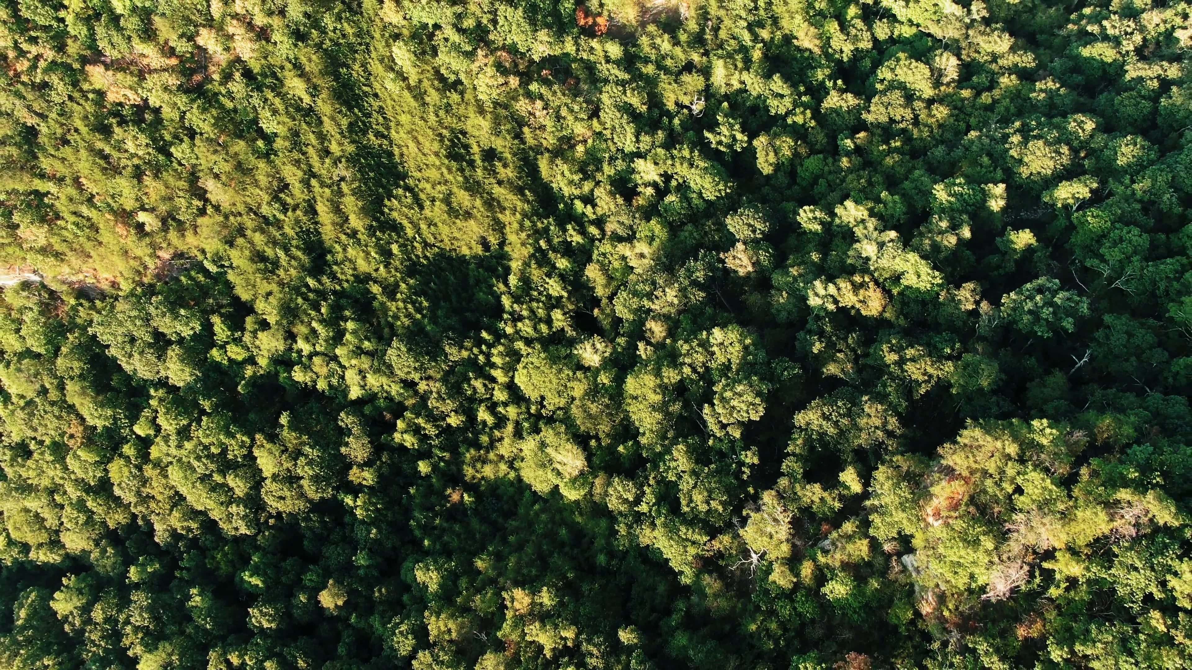 Drone Footage Of A Mountain Forest Free Stock Video Footage, Royalty ...