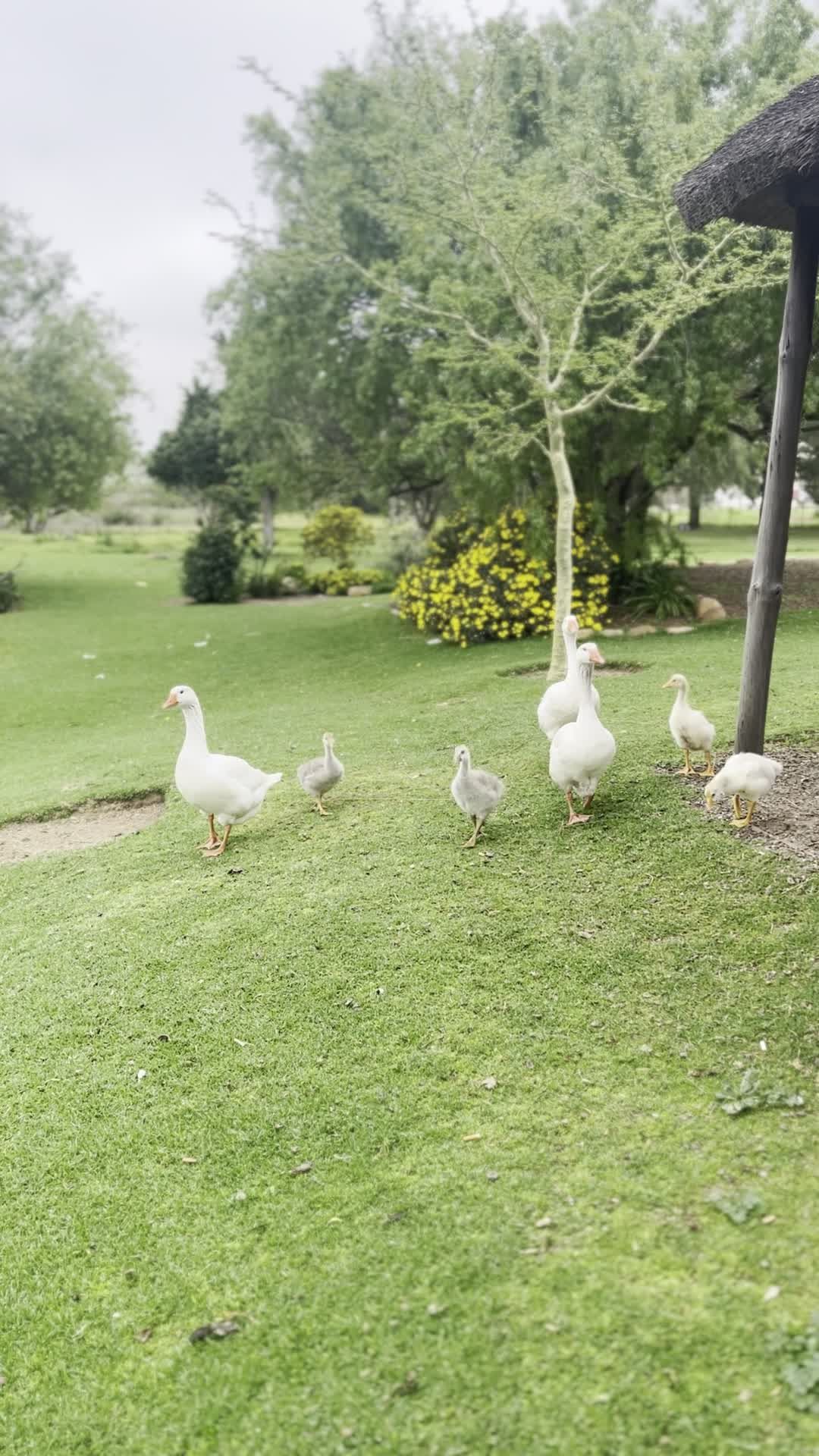 Adorable Geese Family Strolling in Spring Meadow Free Stock Video ...