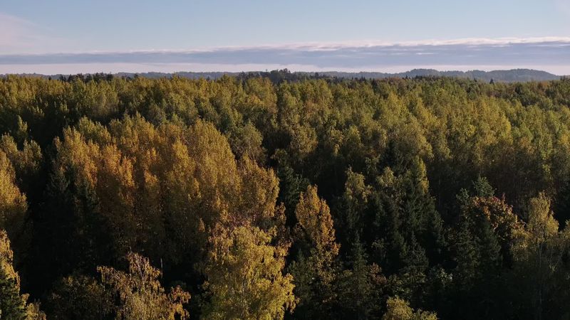 Aerial View of Forest at Sunrise Free Stock Video Footage, Royalty-Free ...