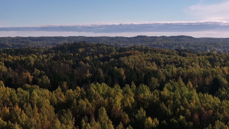 Aerial View of Forest at Sunrise Free Stock Video Footage, Royalty-Free ...