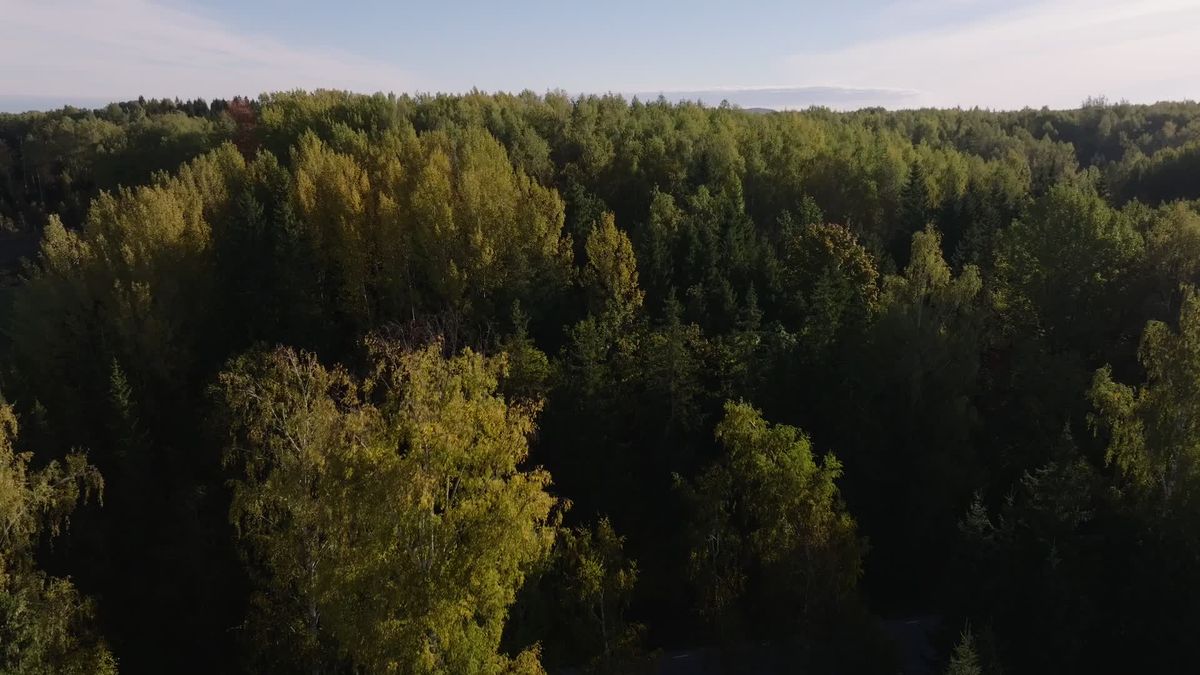 Aerial View of Forest at Sunrise Free Stock Video Footage, Royalty-Free ...
