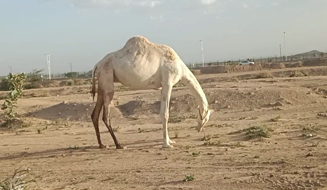 Camel Video Camel Walking in Desert Landscape Free Stock Video Footage, Royalty ...