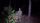 scary forest