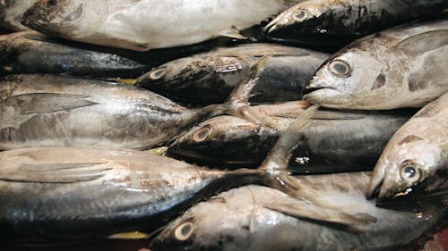 습식 시장에서 판매되는 생선