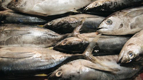 Pescado Para La Venta En Un Mercado Húmedo