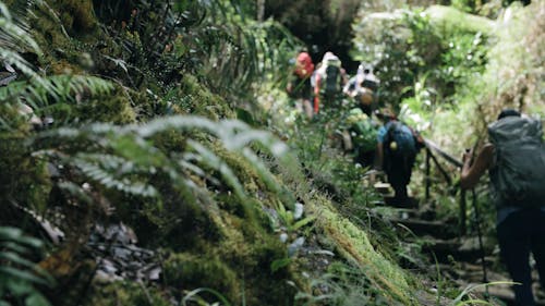 Hikers On A Trekking Adventure In A Jungle Forest