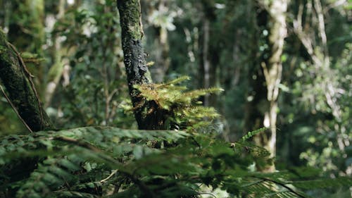 Piante Aggrappate Ai Rami Degli Alberi In Una Foresta