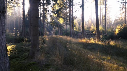 阳光穿过树林的树林