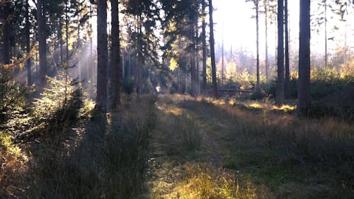 A Trail In The Forest