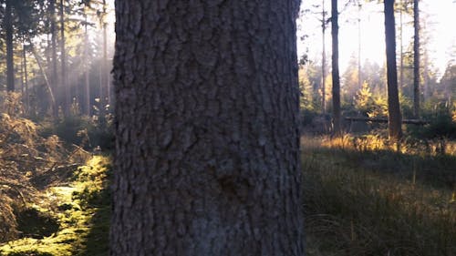 The Rays Of Sun In The Forest