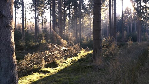 森の木々の間から輝く太陽