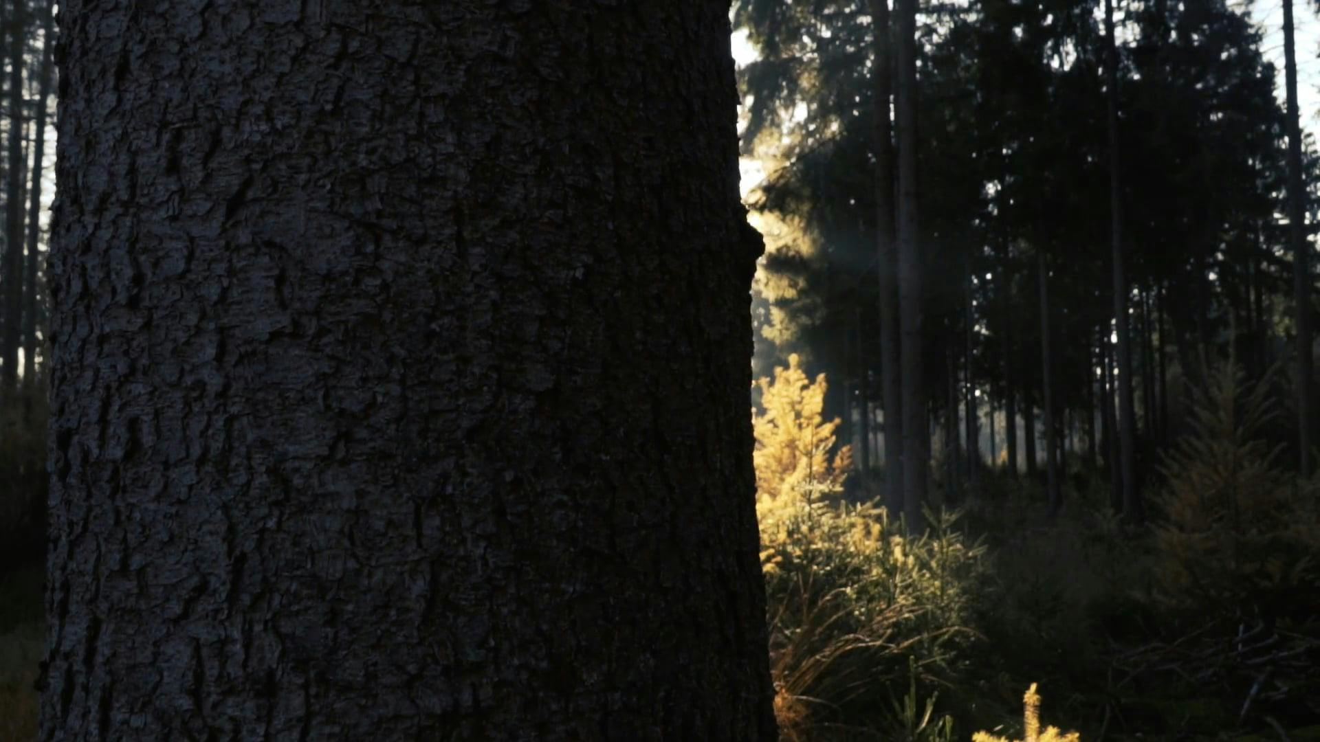 Video by Matthias Groeneveld